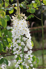 White foxtail lily flower spike