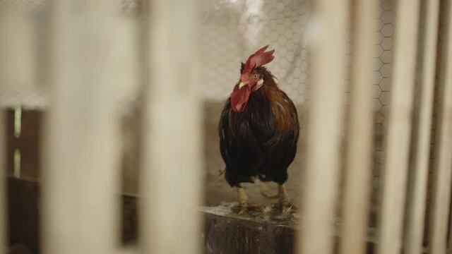 Rooster in the wooden barn slow motion