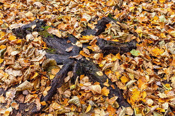 Root of a tree hidden by autumn fallen leaves