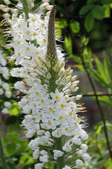White foxtail lily flower spikes