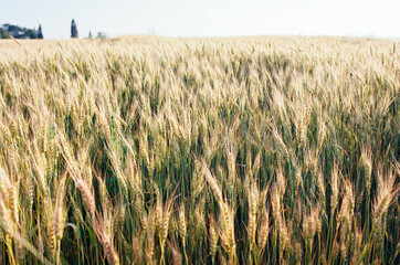 Ukrainian wheat ripens / Ukrainischer Weizen reift. Gefilmt auf Kodak Ektar 100 Negative Film mit...