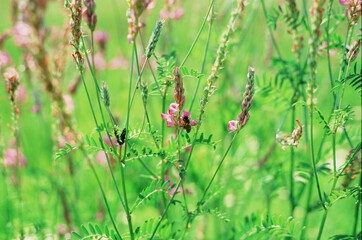 Busy bees collect nectar / Fleißige Bienen sammeln Nektar. Gefilmt auf Fujifilm Velvia 50 slide film.