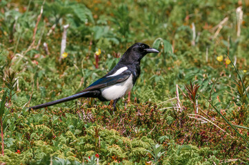 Black-billed Magpie (Pica hudsonia) at Chowiet Island, Semidi Islands, Alaska, USA