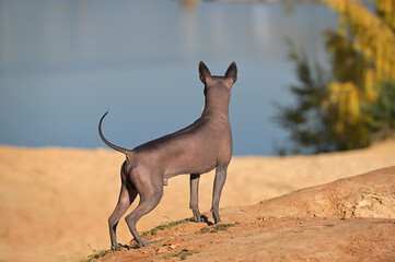 Xoloitzcuintle (Mexican Hairless Dog) standing on  sand dunes  against forest lake beautiful natural landscape background back view
