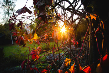 Sunset in the Garden