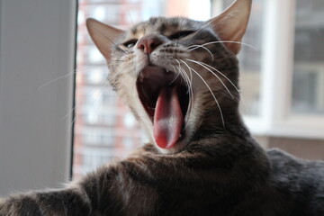 cat yawns