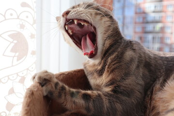bengal cat yawns