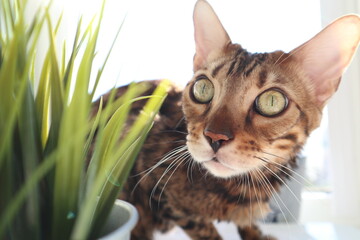 bengal cat in grass