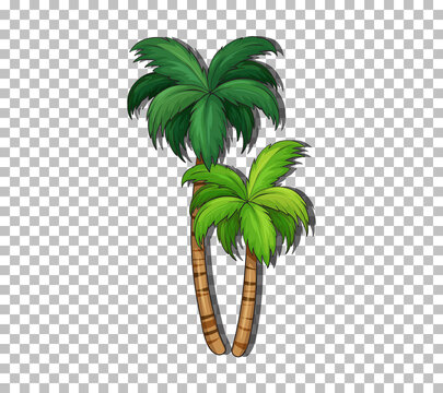 Coconut tree on transparent background