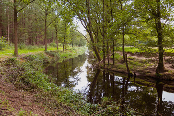 Obraz premium forest with small river in holland