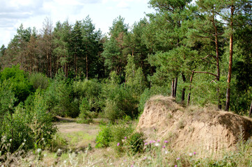 Fototapeta na wymiar View of pine trees forest