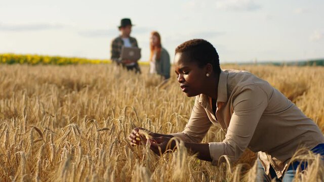 Great looking black woman farmer have a working day in the middle of wheat field she analysing the result of harvest while other farmers young lady and guy have a discussion