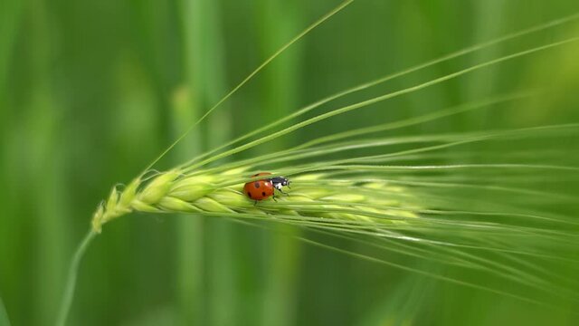 ladybug on a spikelet. Macro