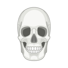 Simple vector skull. Skulls face icon, lines black halftone doodle death face, minimalistic poison cranium smile, spooky doodle vector image