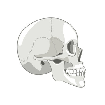 Halftone simple skull. Skeleton head profile halfstone picture, human anatomy death cranium side view vector symbol