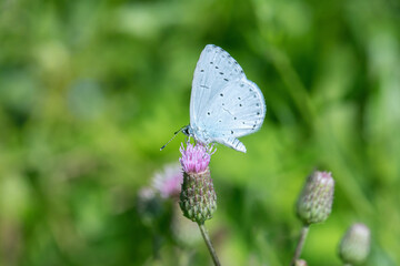 Holly blue butterfly (Celastrina argiolus) on a creeping thistle blossom (Cirsium arvense).