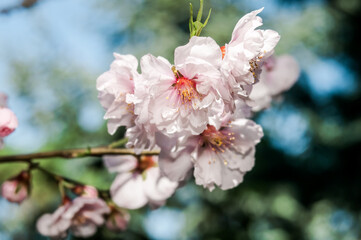 Fototapeta na wymiar Sakura (Prunus serrulata) in park, Crimea