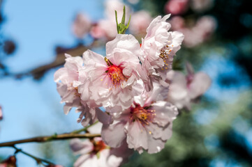 Sakura (Prunus serrulata) in park, Crimea