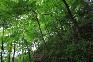 peaceful path through the green forest