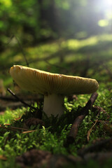 Mushroom in Sunlight