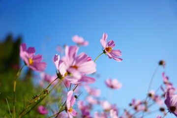 Obraz na płótnie Canvas pink flowers against sky