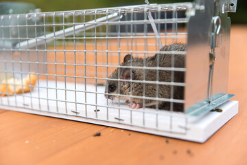 trapped dormouse in live trap