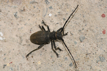 Morimus asper black insect macro photo