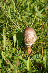 A parasol mushroom in a meadow