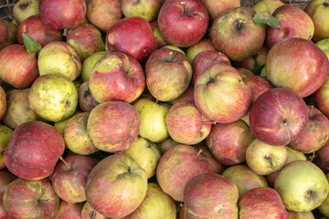 Closeup shot of fresh red and yellow apples