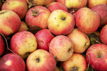 Closeup shot of fresh red and yellow apples