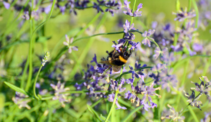 bumblebee collects nectar from a blooming lavender flower. Blue background
