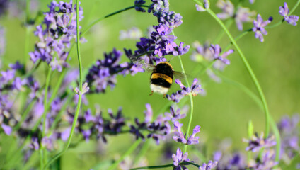a bumblebee flies up to the blossoming lavender flowers.