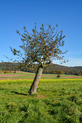 An apple tree in front of a field with mustard blossoms and windfalls
