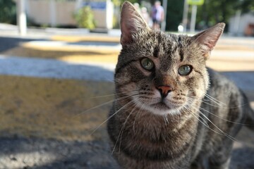 a close up portrait of a stray cat 