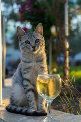 A very cute young cat is sitting on the street near a glass glass with white wine.