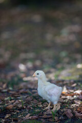 秋の公園で元気で遊んでいるヒヨコの姿