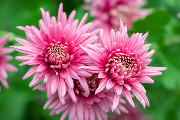 Bunch of pink chrysanthemum flowers and white tips on their petals. Chrysanthemum pattern in flowers park. Cluster of pink purple chrysanthemum flowers.