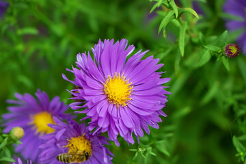 Obraz premium Beautiful violet chrysanthemum as background picture. Chrysanthemum september. Chrysanthemum wallpaper, chrysanthemums in autumn.