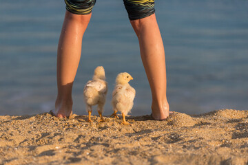 海のビーチの砂浜で遊んでいる可愛いヒヨコと子供
