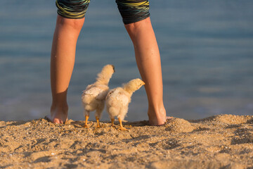 海のビーチの砂浜で遊んでいる可愛いヒヨコと子供