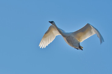 A closeup of a trumpeter swan flying　in the sky.  Burnaby lake BC Canada
