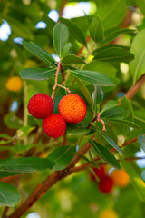 Arbouses dans leur arbre en automne. Les arbouses sont de petits fruits rouges comestibles ressemblant à des fraises poussant sur l'arbousier (Arbutus Unedo) parfois également appelé arbre à fraises