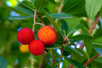 Arbouses dans leur arbre en automne. Les arbouses sont de petits fruits rouges comestibles...
