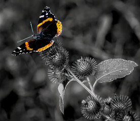 Color pop shot of a red admiral butterfly on prickly flowers of lesser burdock flowers at a field