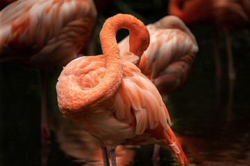 Soft focus of a beautiful flamingo at the Philadelphia Zoo cleaning its feathers