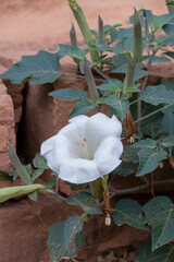 Sacred Datura