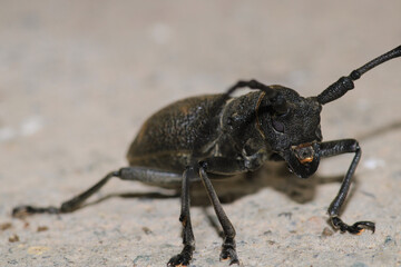 Morimus asper black insect macro photo