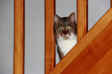 Chat dans l'escalier