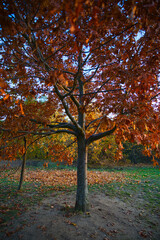 Fototapeta na wymiar Ein Baum an einem Herbsttag mit prächtigen bunt orange leuchtenden Blättern