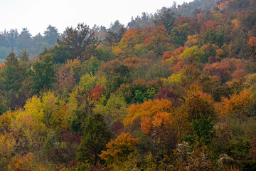Alberi autunno